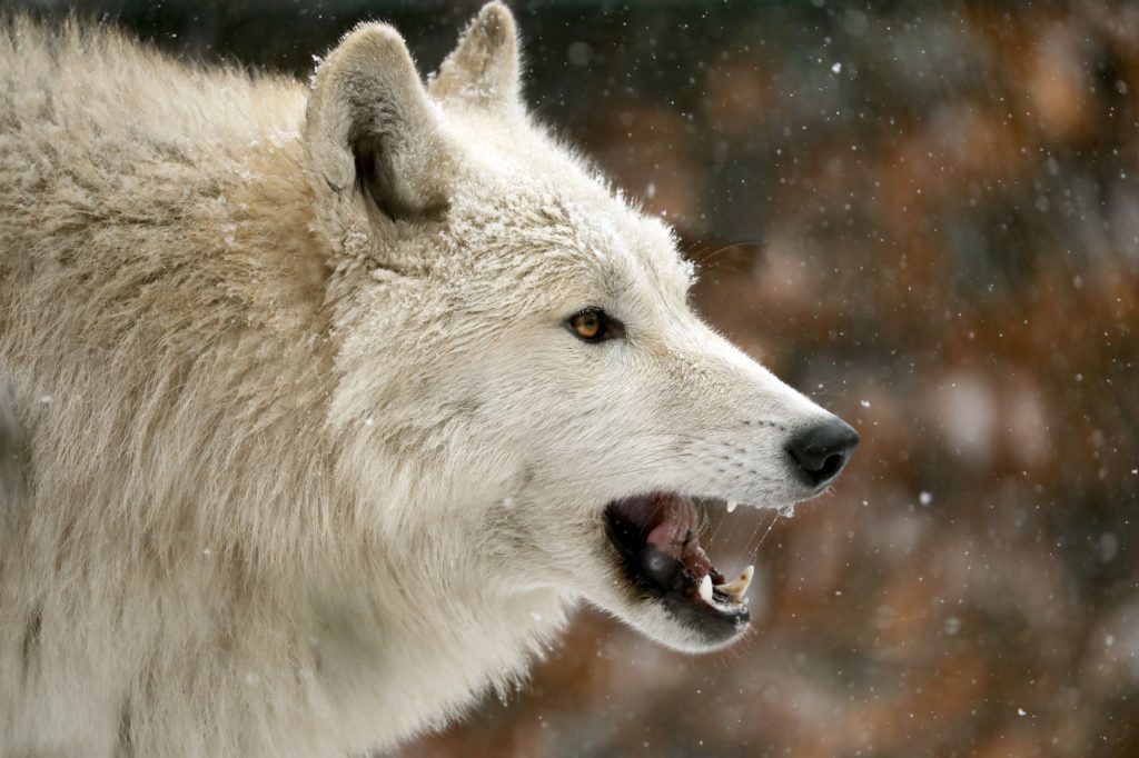 side view of wild wolf animal showing teeth in natural habitat in winter